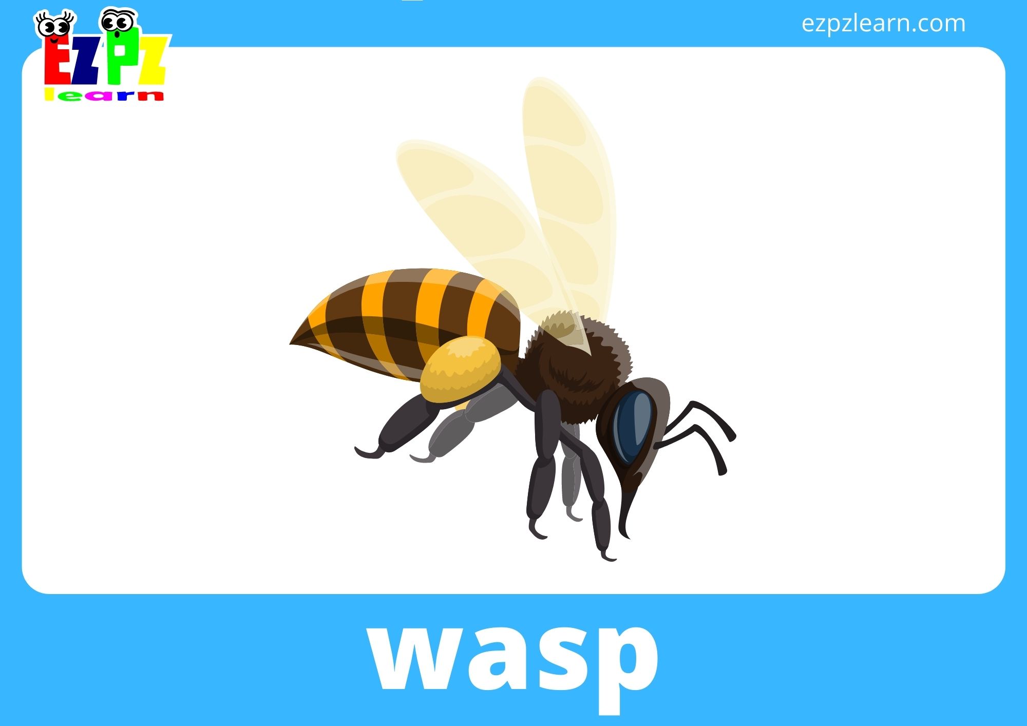 wasp